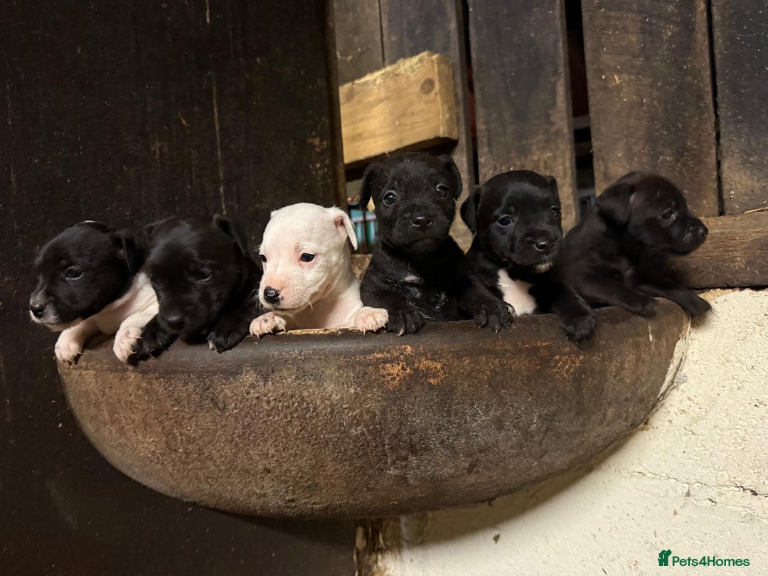 Mixed Breed dogs for sale: Patterdale x Parson Russel pups  - Advert 6