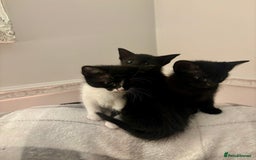 Mixed Breed cats for sale: Gorgeous part Siamese kittens 🐾  - Advert 3