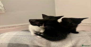 Mixed Breed cats Gorgeous part Siamese kittens 🐾  - Advert 4