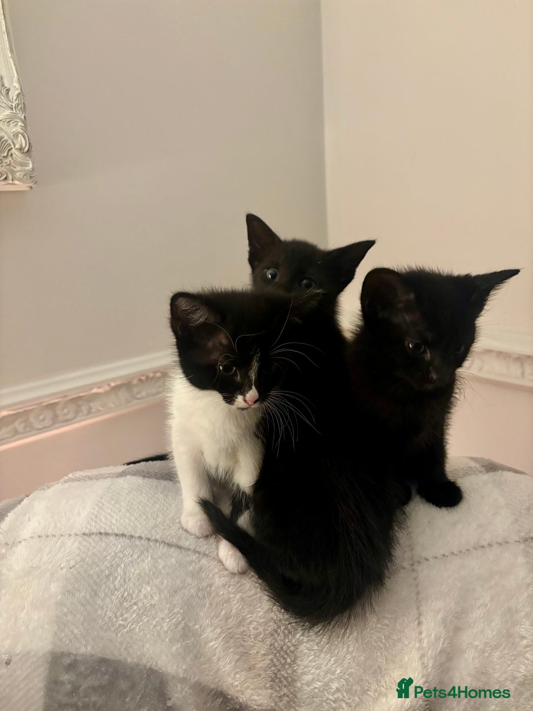 Mixed Breed cats for sale: Gorgeous part Siamese kittens 🐾  - Advert 3