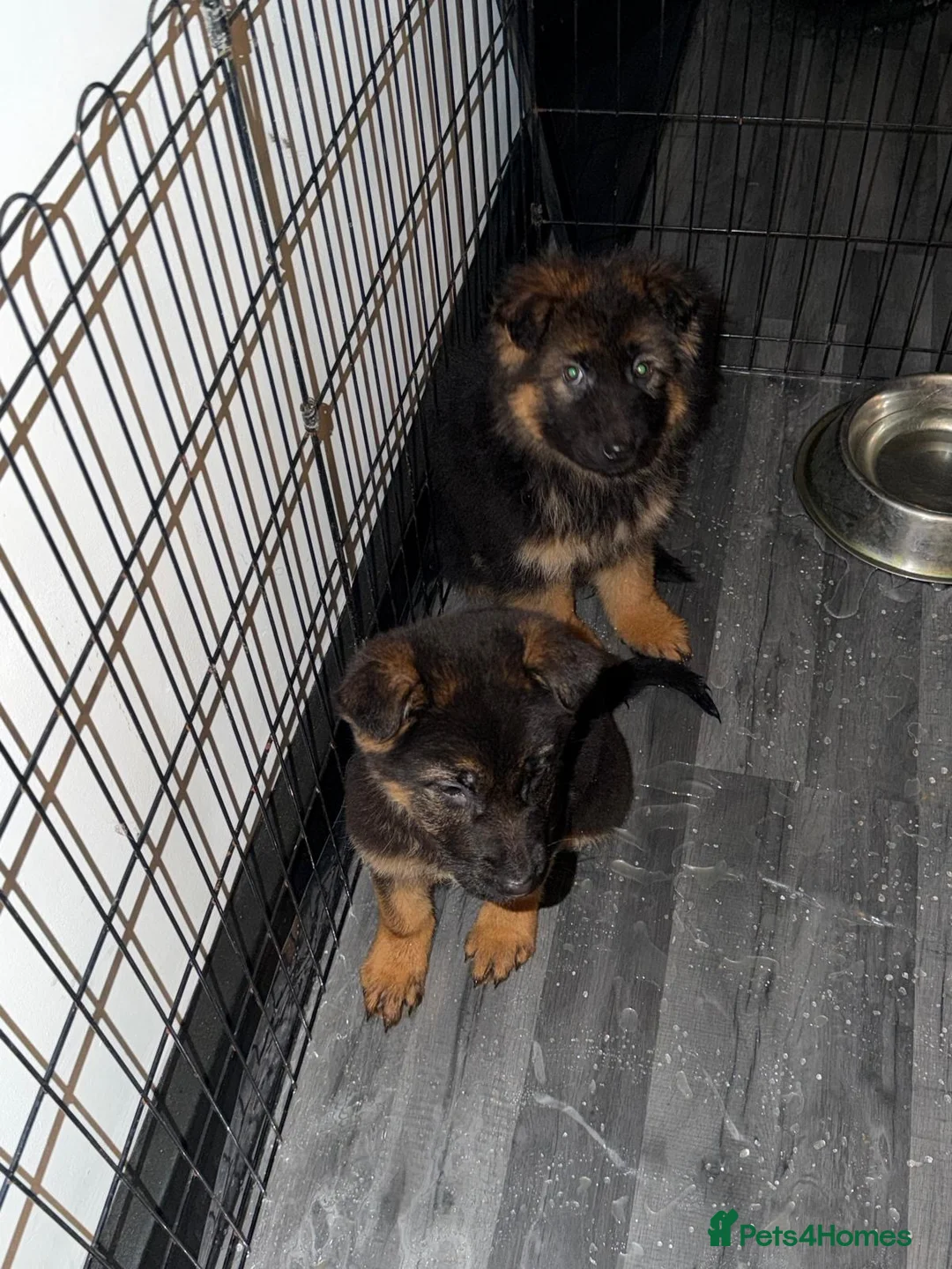 German Shepherd dogs for sale: German Shepard puppies  - Advert 5