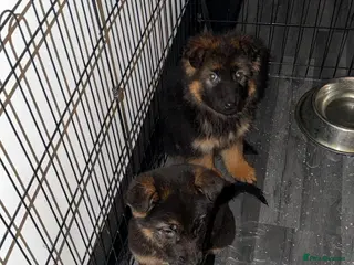 German Shepherd dogs German Shepard puppies - Advert 4