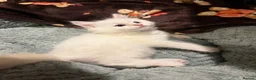 Ragdoll cats for sale: Ragdoll Kittens for sale 🖤 - Advert 4