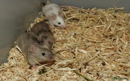 Mouse rodents for sale: Satin, long and short haired varieties  - Image 18