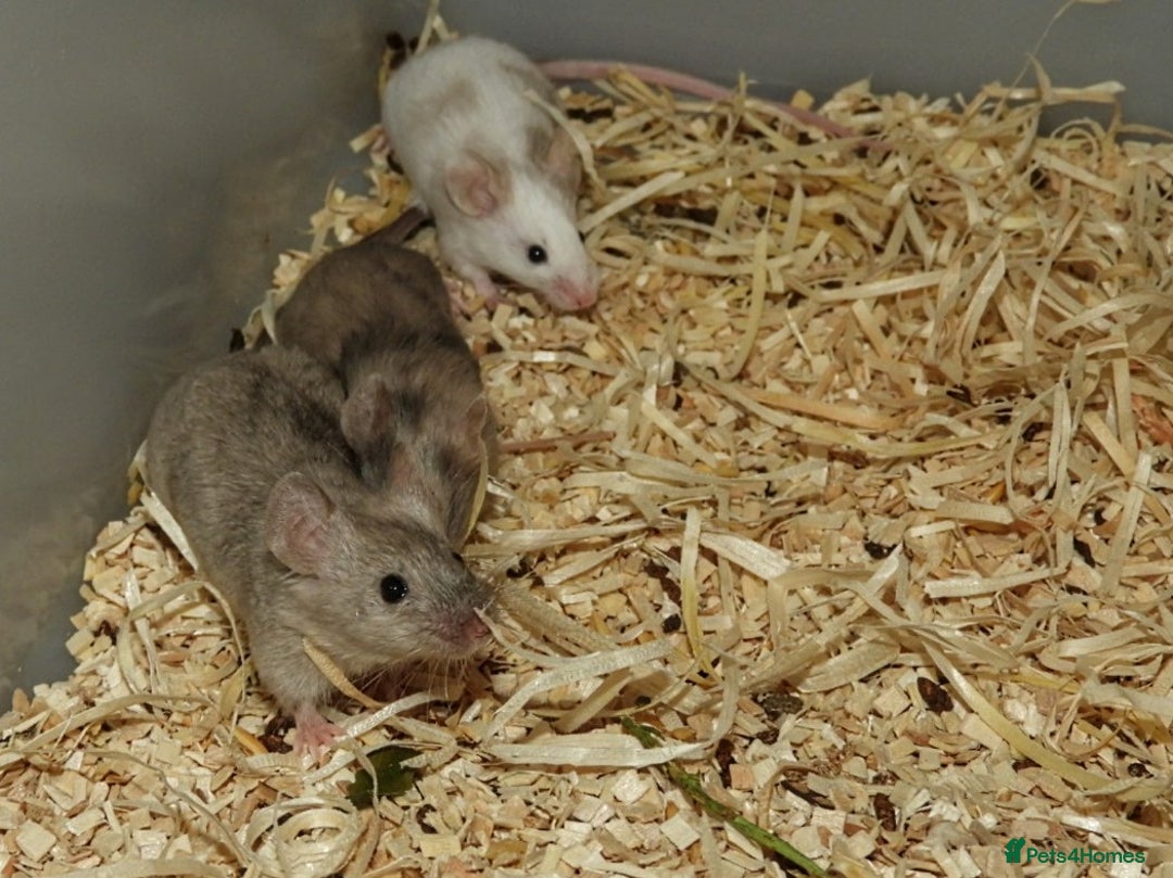 Mouse rodents for sale: Satin, long and short haired varieties  - Image 18