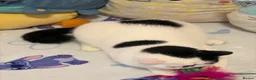Exotic cats for sale: Black and white exotic boy - Advert 13