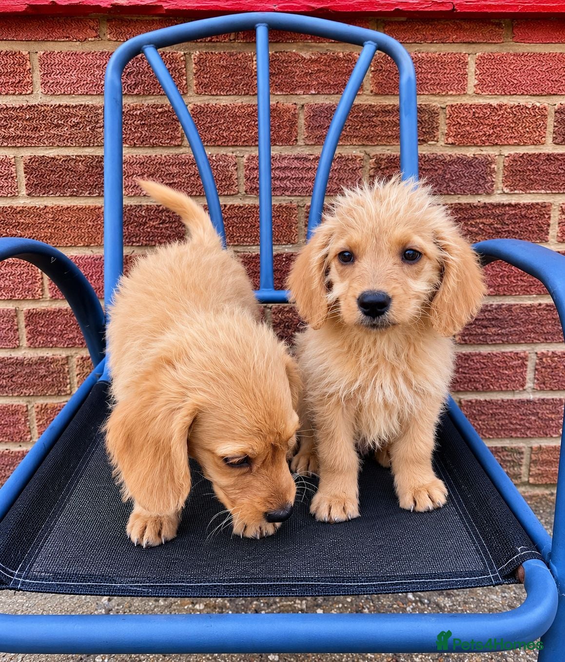 Labradoodle dogs Gorgeous Labradoodle puppies - Advert 1