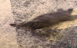 Mixed Breed cats for sale: 3 Gorgeous Long Hair Kittens Available - Image 4