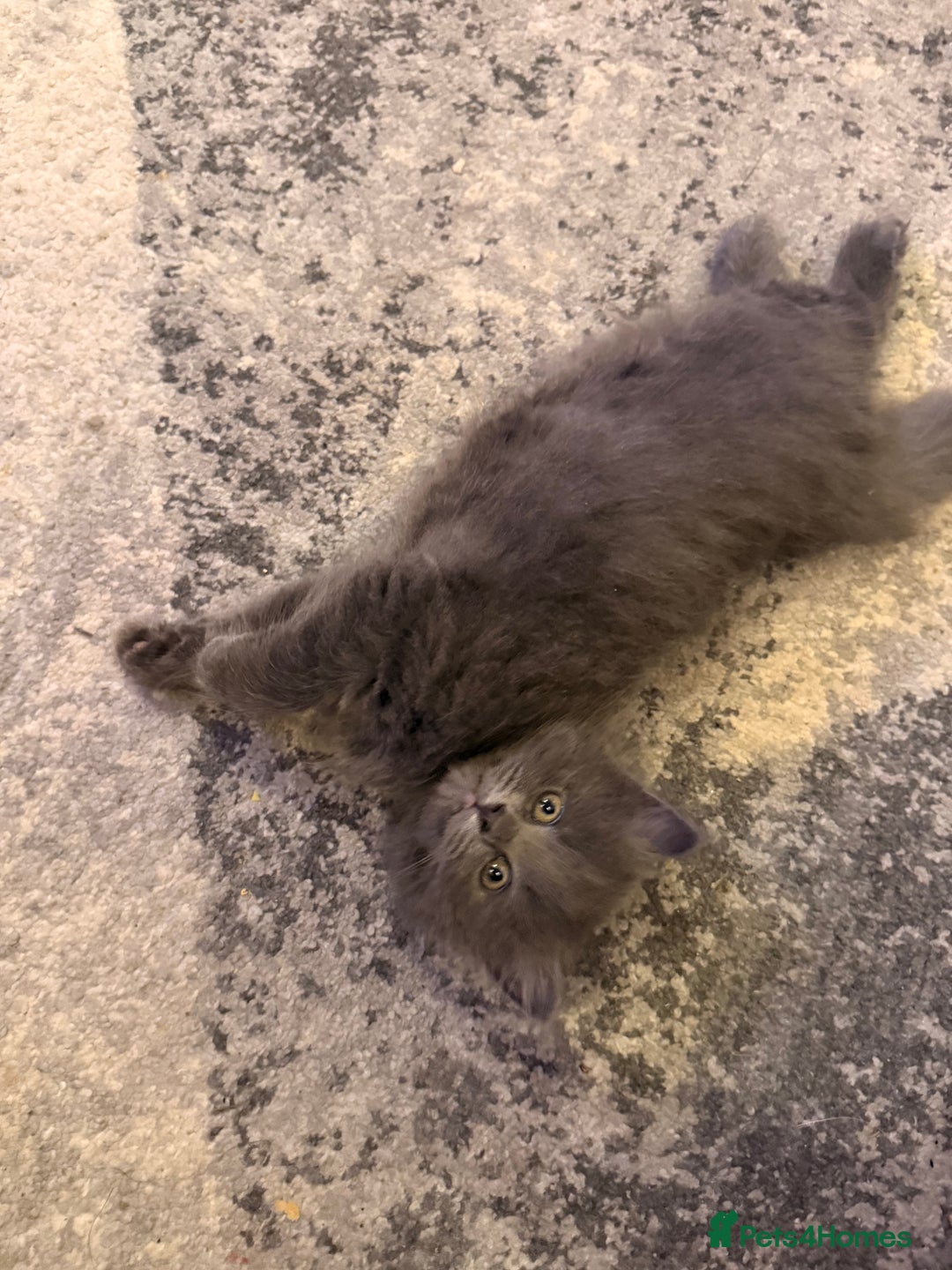 Mixed Breed cats for sale: 3 Gorgeous Long Hair Kittens Available - Image 4