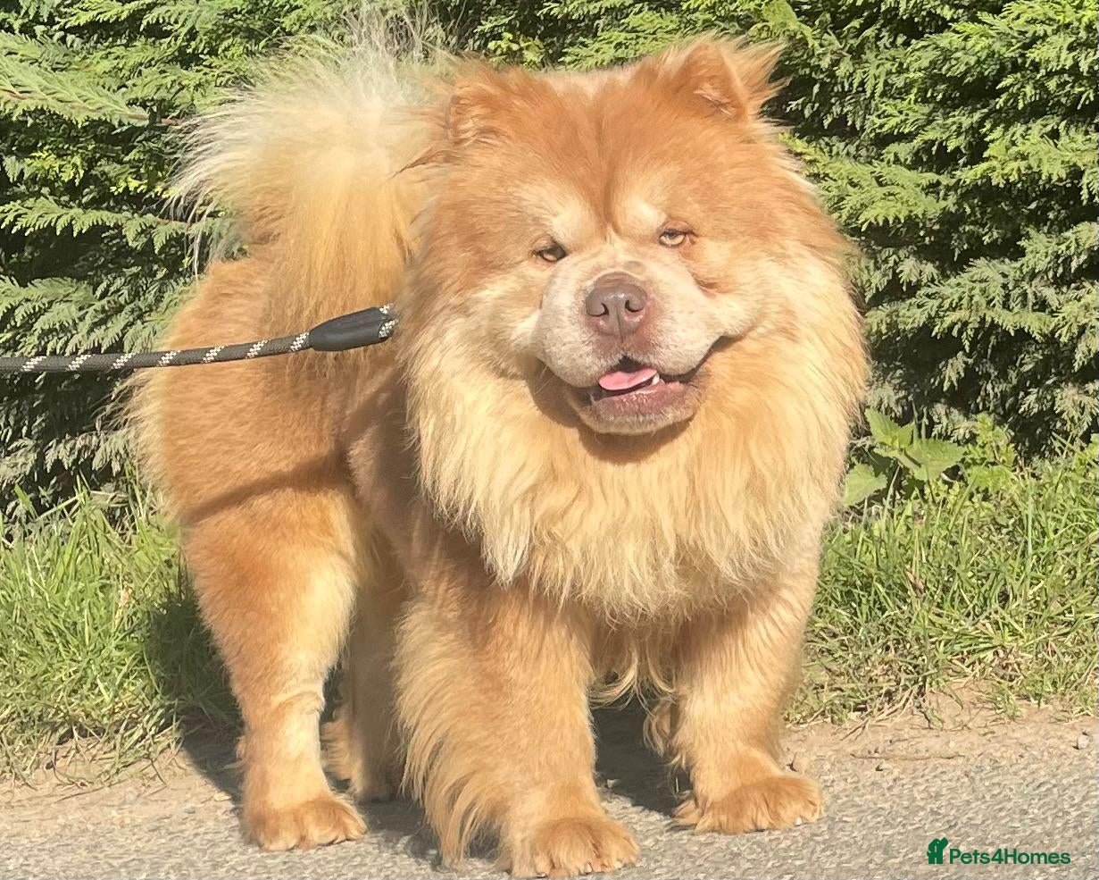 Chow Chow dogs lilac carrying tan - Advert 5