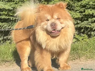 Chow Chow dogs lilac carrying tan - Advert 5