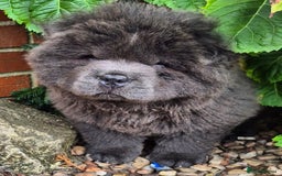 Chow Chow dogs for sale: Chow chow puppies - Image 12