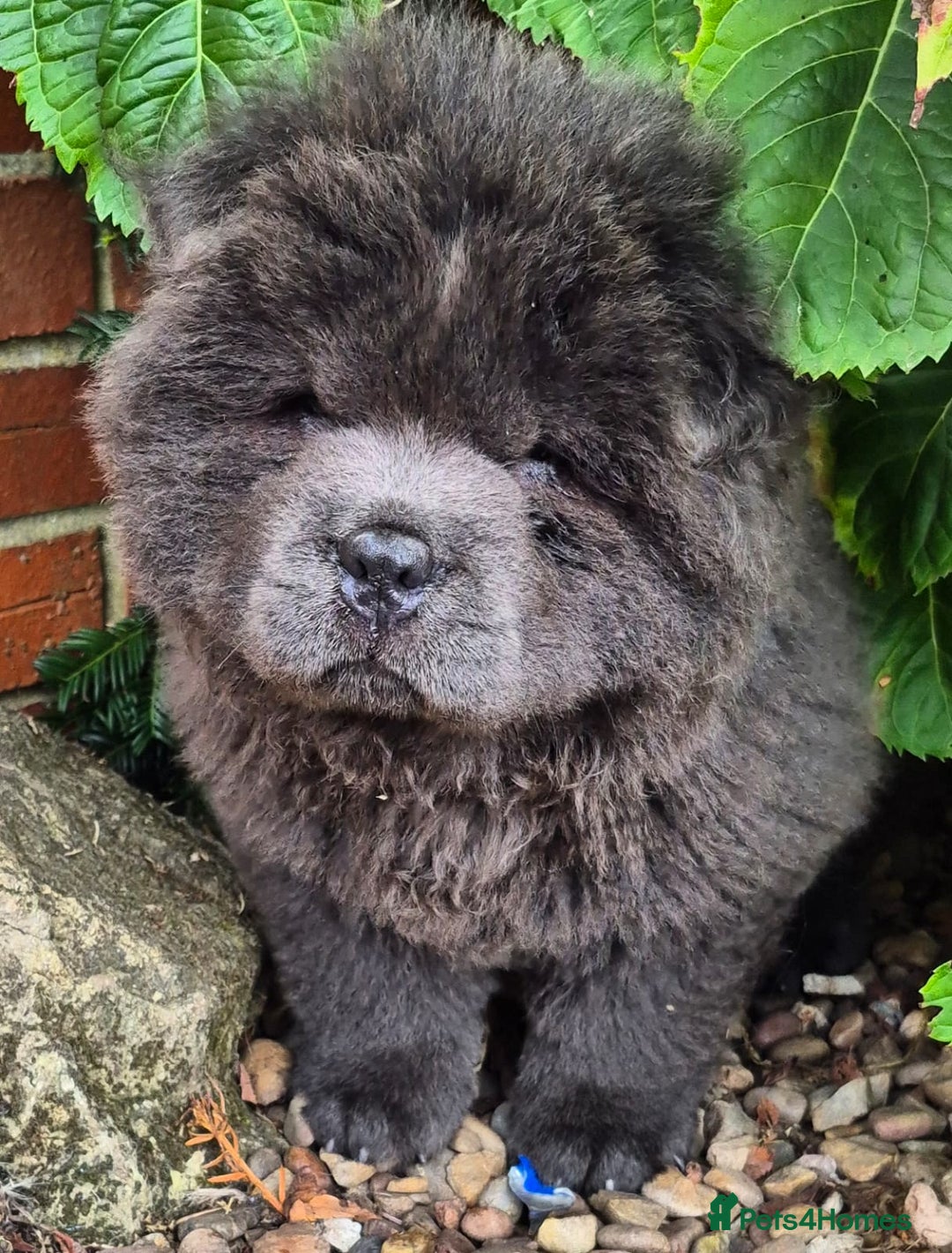 Chow Chow dogs for sale: Chow chow puppies - Image 12