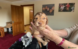 Cocker Spaniel dogs for sale: KC Reg Show Cocker Ext health tested - Image 21