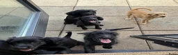 Mixed Breed dogs for sale: Beautiful Crossbreed Puppies Ready For New Home - Advert 28