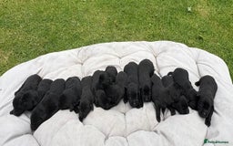 Labrador Retriever dogs for sale: KC Registered Black Labrador Pups 🐾 - Image 5