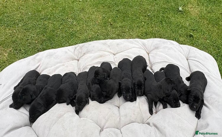 Labrador Retriever dogs - Advert 2