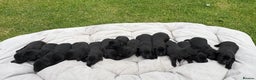 Labrador Retriever dogs for sale: KC Registered Black Labrador Pups 🐾 - Advert 8