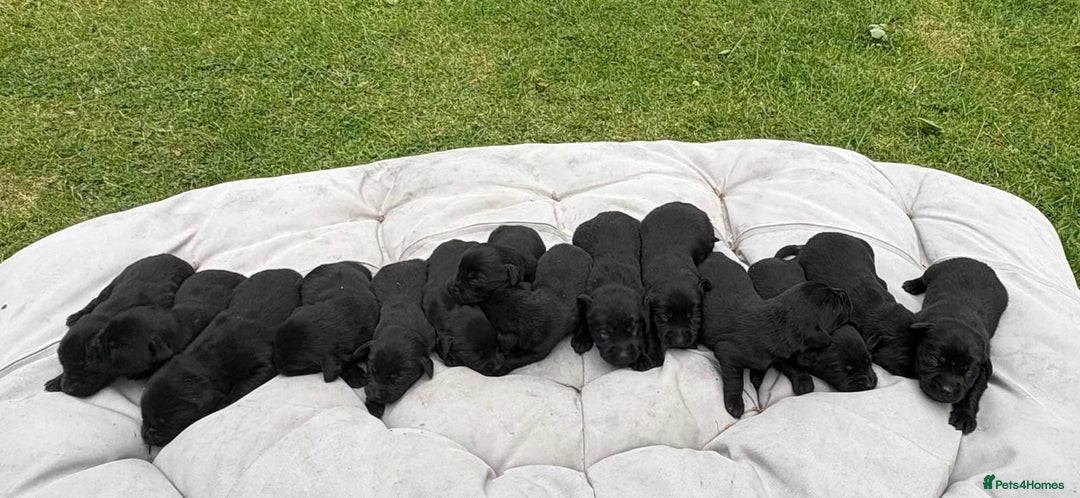 Labrador Retriever dogs for sale: KC Registered Black Labrador Pups 🐾 - Image 5