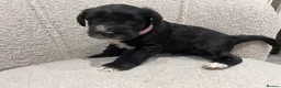 Miniature Schnauzer dogs for sale: Stunning KC reg black miniature schnauzer puppies - Advert 24
