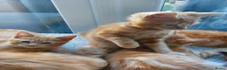 Mixed Breed cats for sale: Maine coon cross Ginger 12 week kittens male - Advert 6