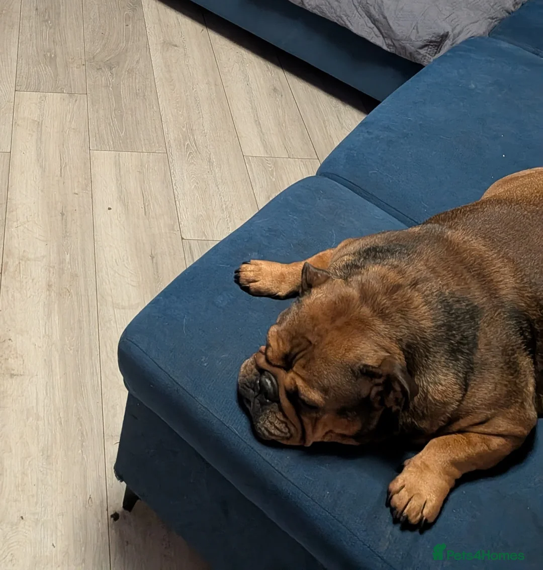 English Bulldog dogs for sale: Female miniture English bulldog - Advert 3