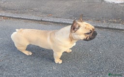 French Bulldog dogs for stud: Standard Fawn French Bulldog Stud. Silver Tested!! - Image 3