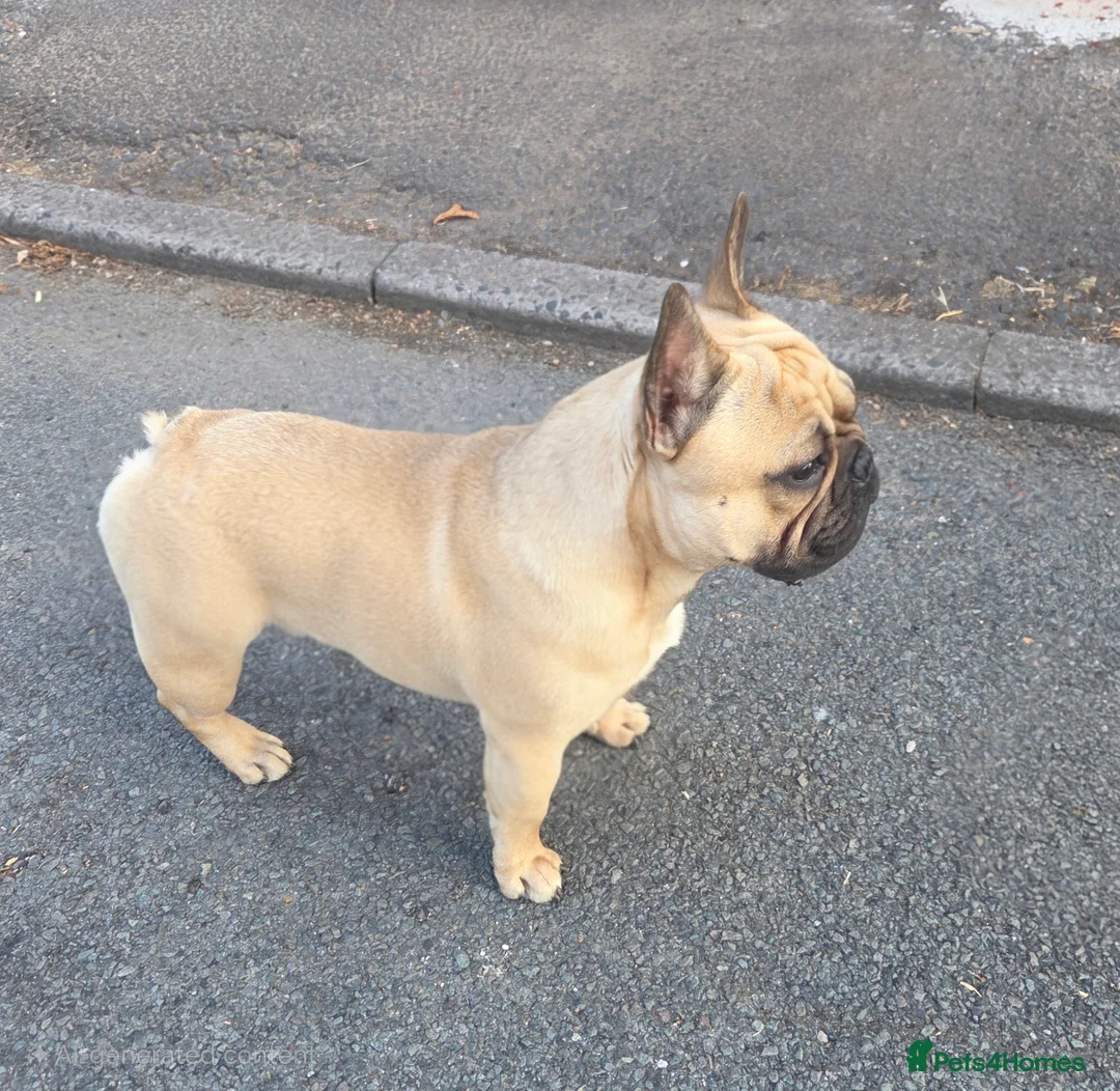 French Bulldog dogs for stud: Standard Fawn French Bulldog Stud. Silver Tested!! - Advert 3