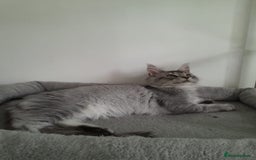 Maine Coon cats for sale: 3 maine coon girls black silver TICA pedigree - Image 7