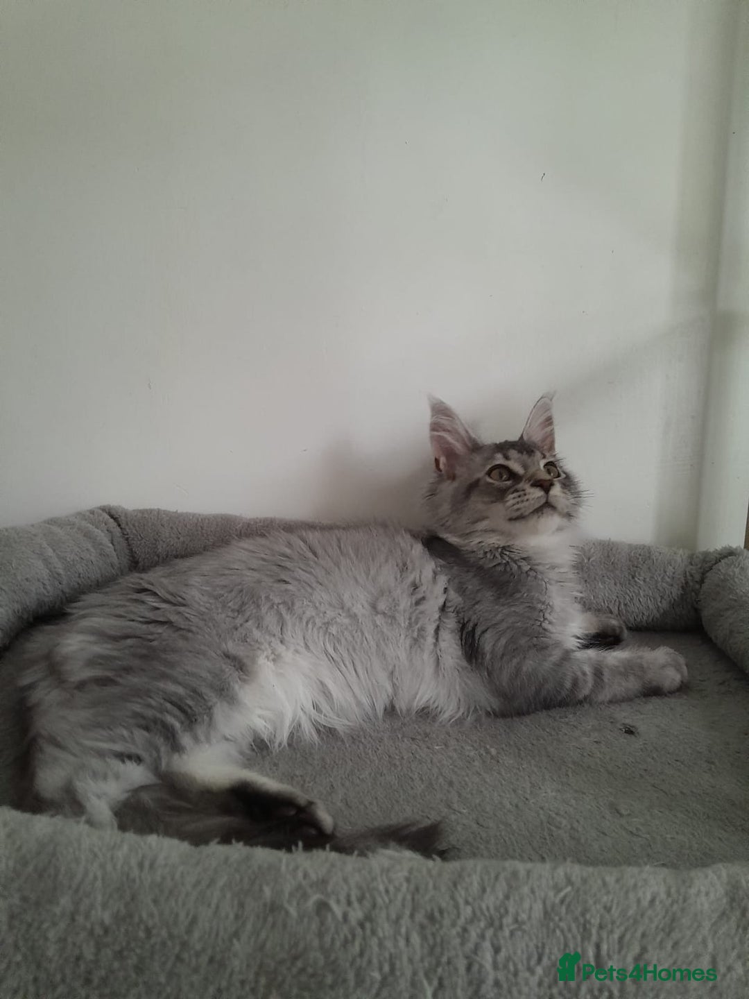 Maine Coon cats for sale: 3 maine coon girls black silver TICA pedigree - Image 7
