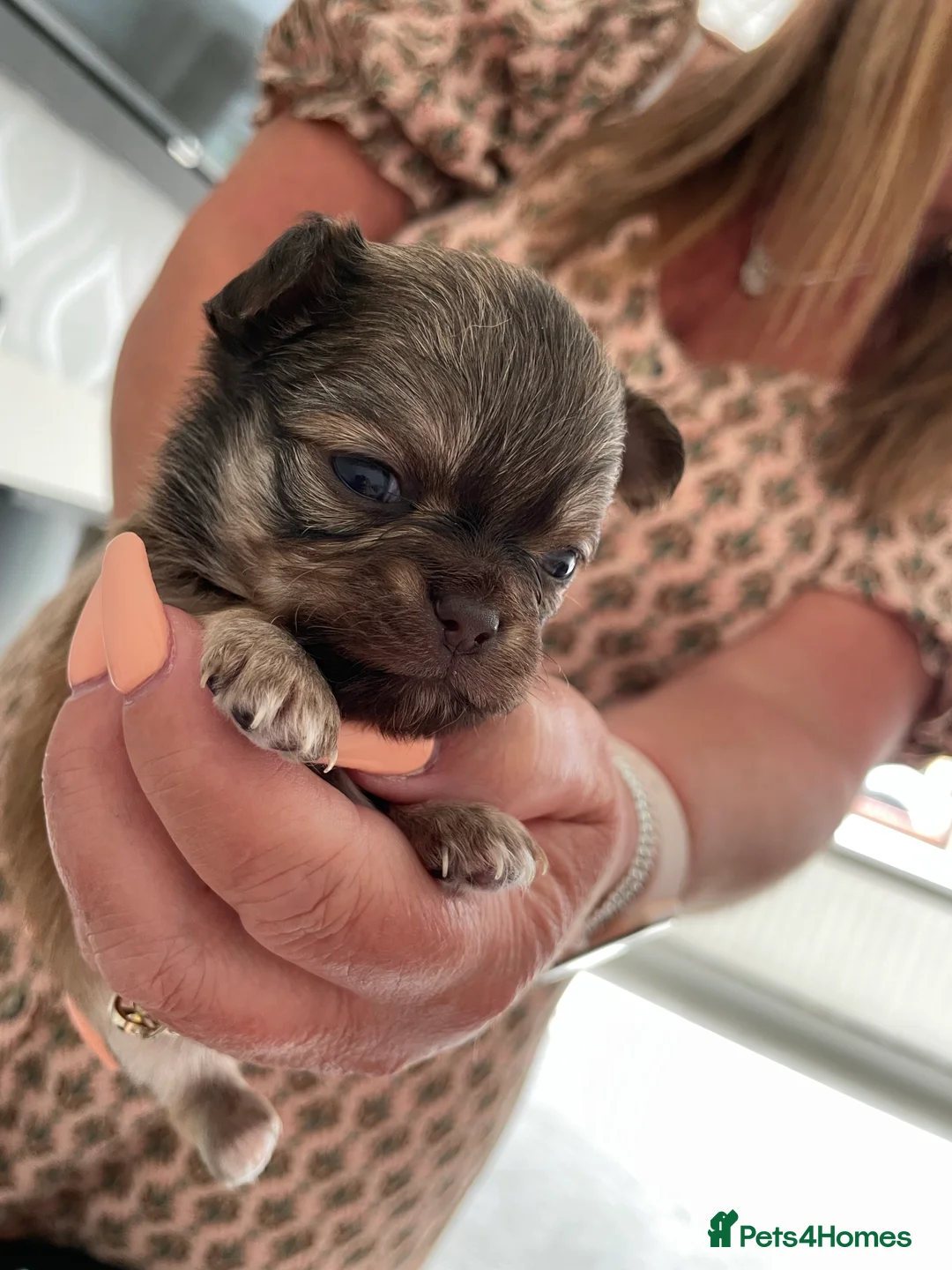 Chihuahua dogs for stud: Extra tiny chocolate and tan stud dog DNA tested in Rotherham - Advert 21