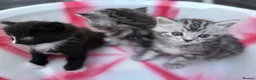 Siberian cats for sale: Adorable Kittens Looking for Their Forever Homes! - Advert 17