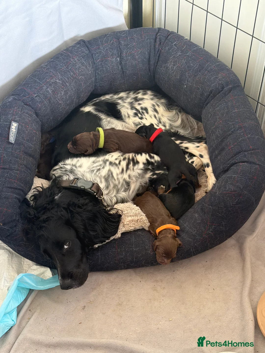 Mixed Breed dogs for sale: Sprocker litter in Bristol - Advert 1