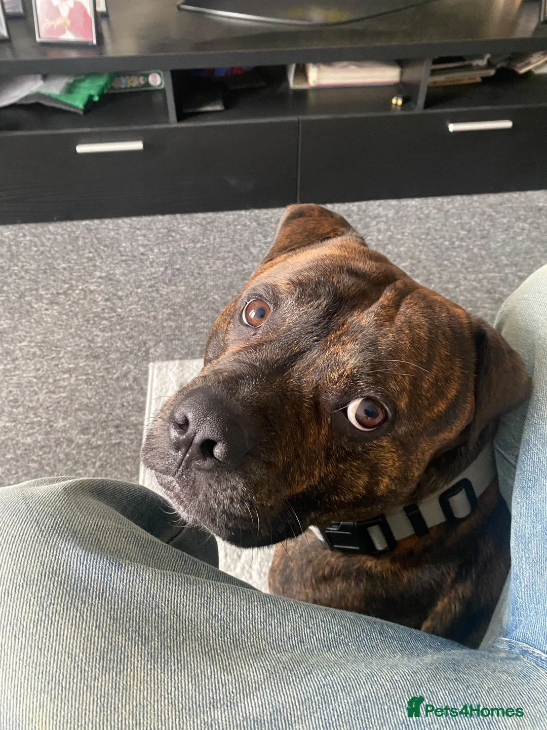 Mixed Breed dogs for sale: Staffordshire bull terrier cross  - Advert 2