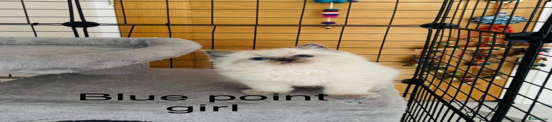 Ragdoll Kitten 3