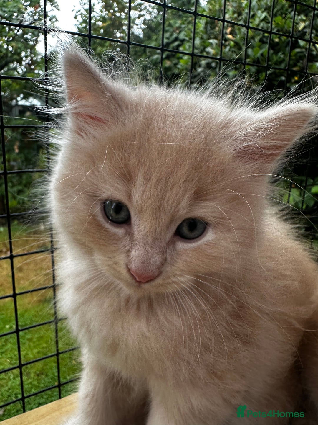 Ragcoon cats for sale: Ragdol x Main Coon  - Image 9