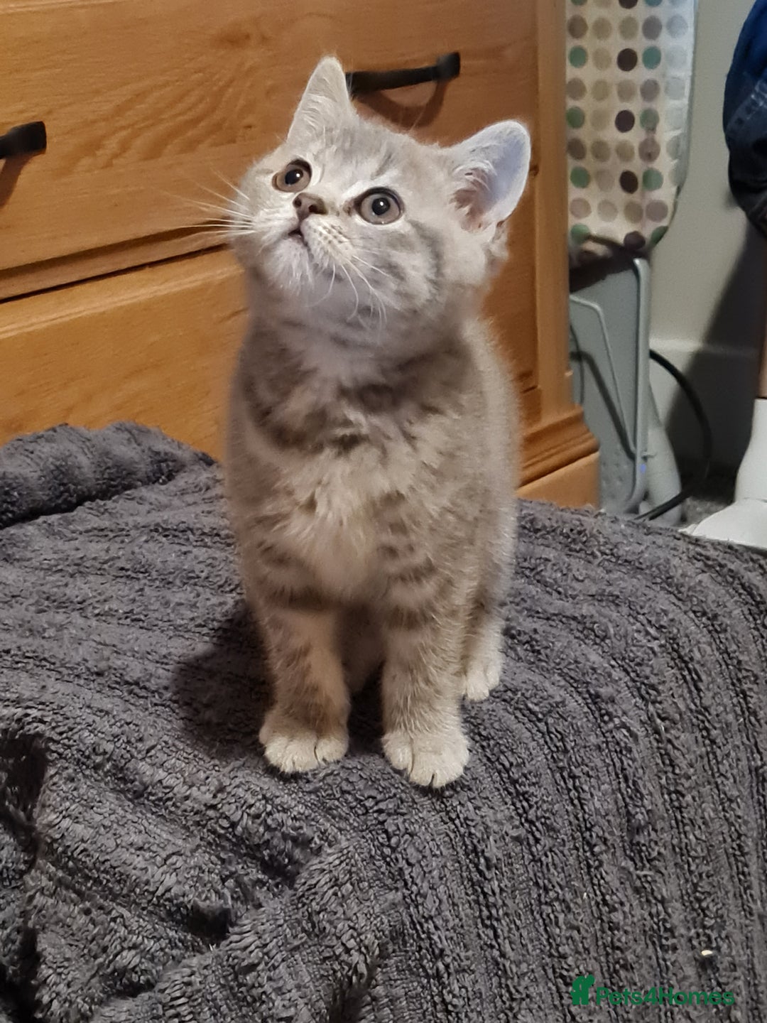 British Shorthair cats for sale: Stunning  GCCF Bred British Shorthair kittens - Image 4