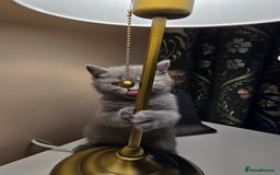 British Shorthair cats for sale: British shorthair  - Image 37