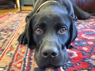 Labrador Retriever dogs Gentle Police-Trained Labrador Stud - Advert 3