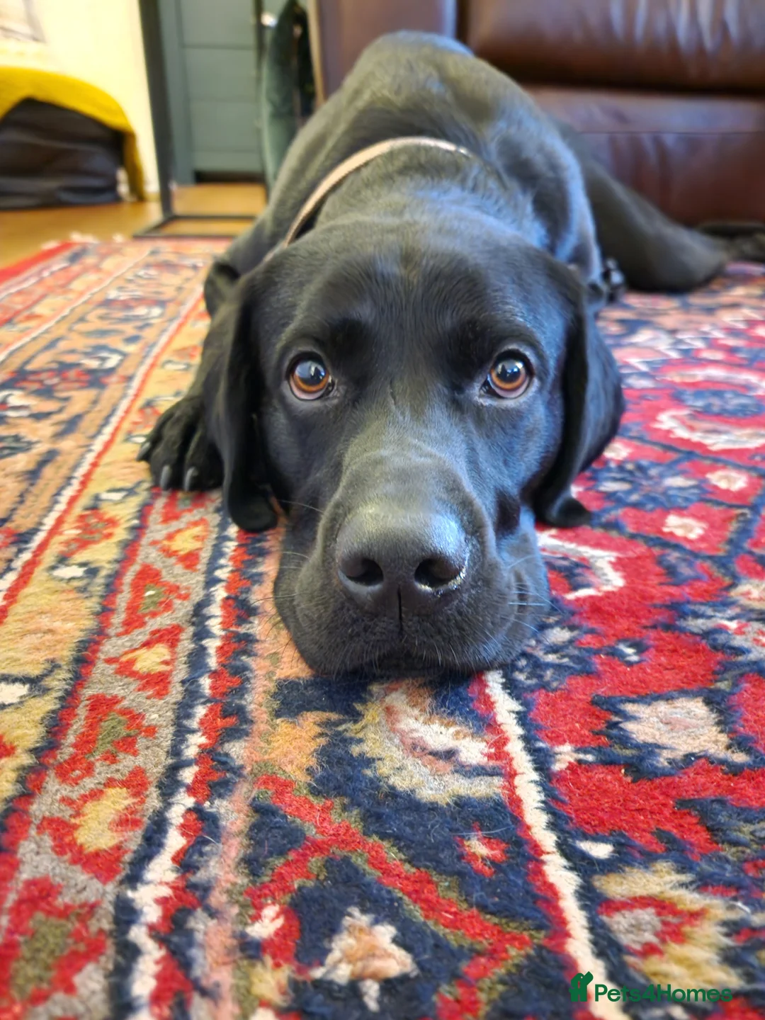 Labrador Retriever dogs for stud: Gentle Police-Trained Labrador Stud - Advert 1