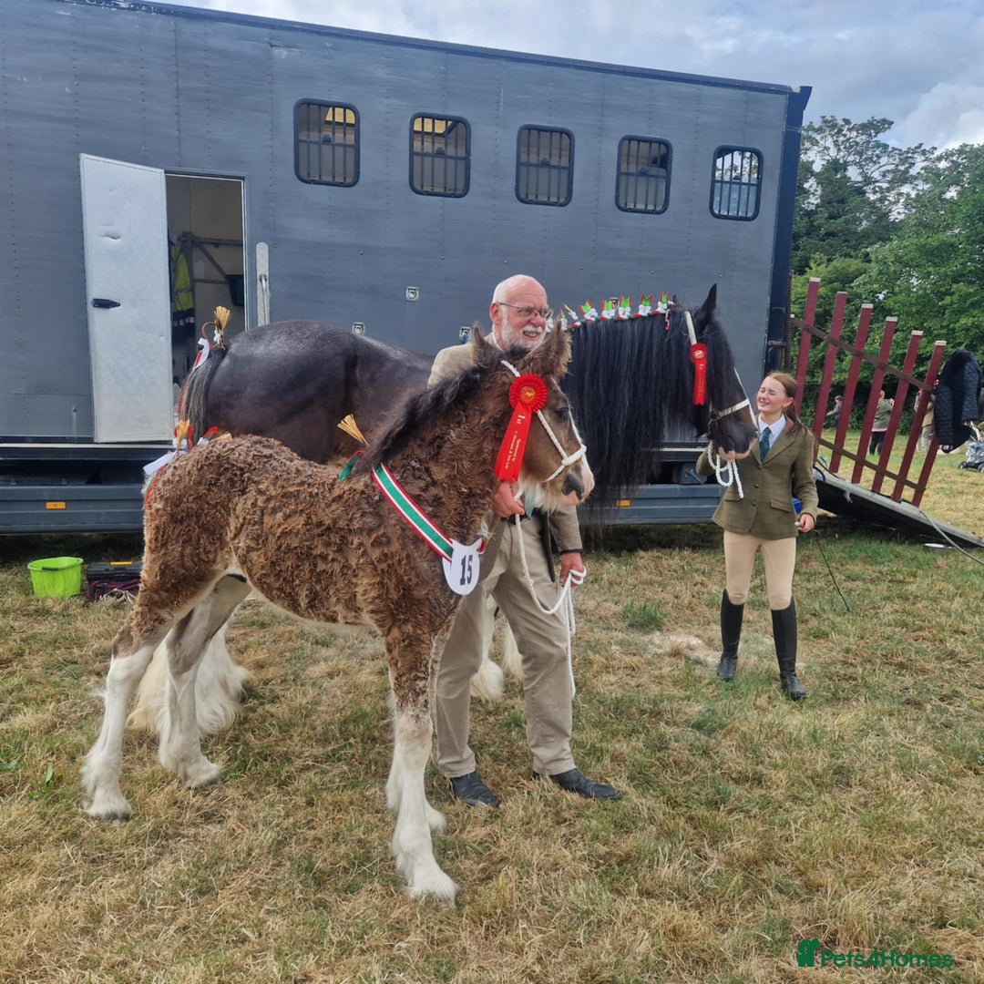Shire horses for sale: Barnsbridge Wilbur Colt Shire foal - Image 5