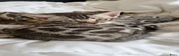 Bengal cats for sale: BENGAL 🔥 KITTENS TICA REGISTERED  - Advert 30