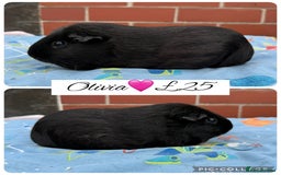 Guinea Pig rodents for sale: Female guinea pigs  - Image 6