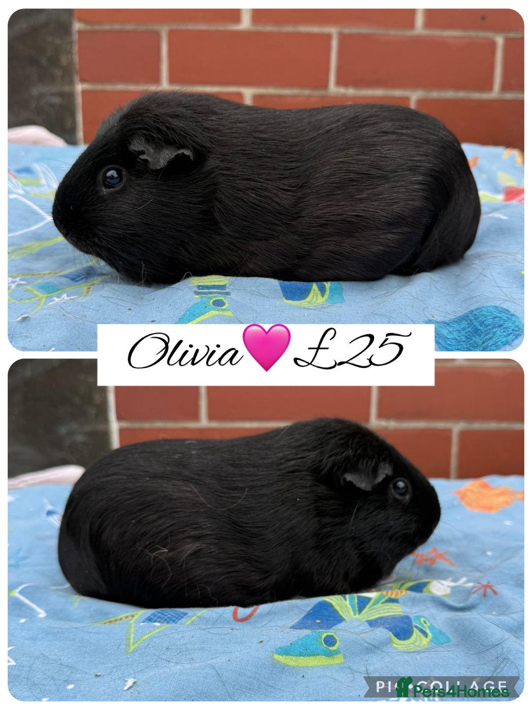 Guinea Pig rodents for sale: Female guinea pigs  - Image 6