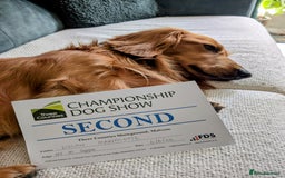 Dachshund dogs for stud: KC registered standard long haired dachshund  - Image 5