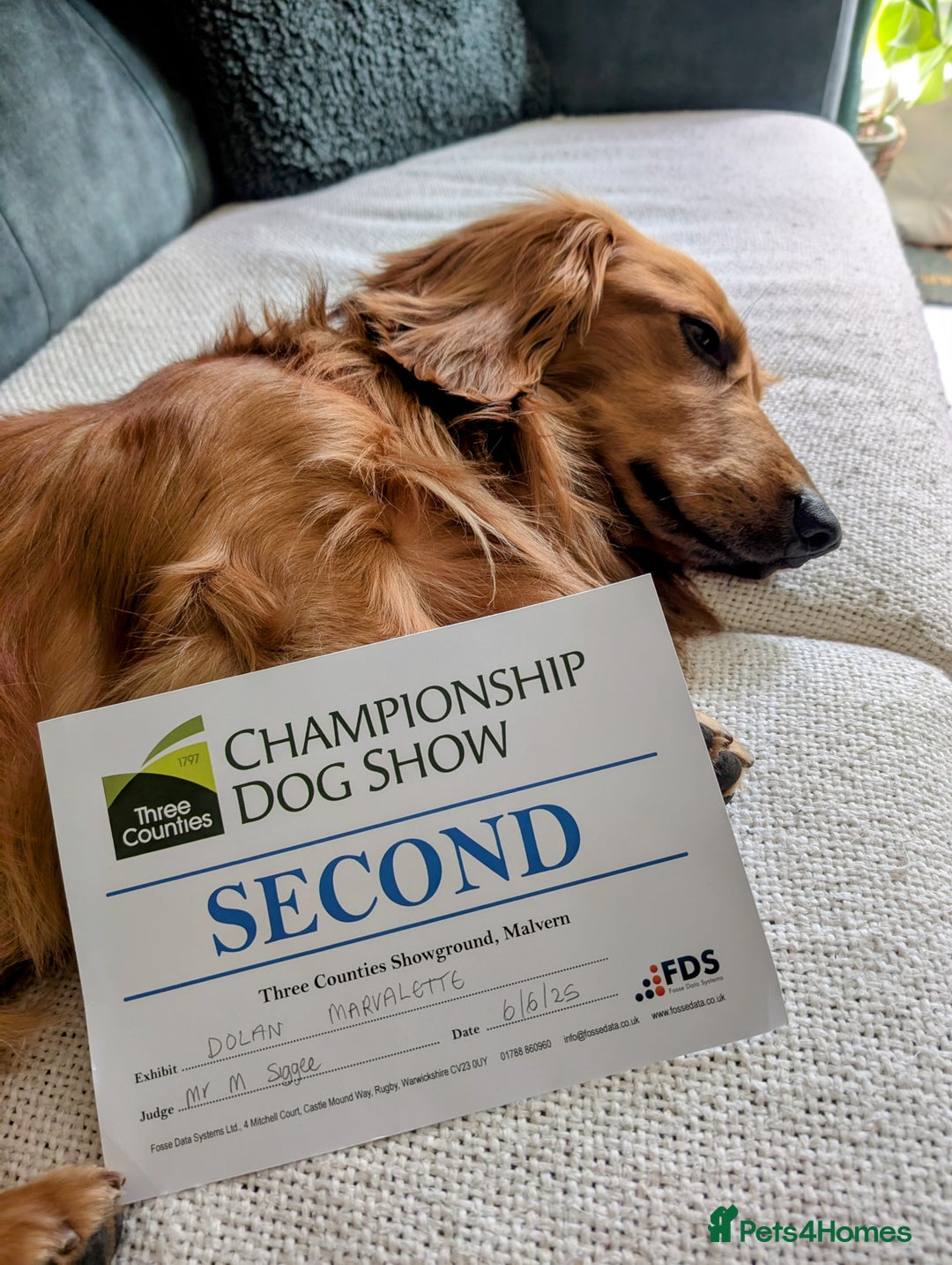 Dachshund dogs for stud: KC registered standard long haired dachshund  - Image 5