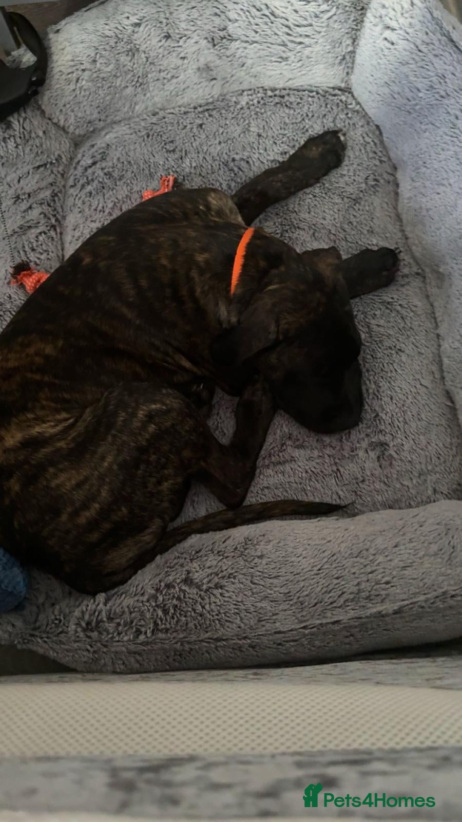 Mixed Breed dogs Beautiful Presa Canario X Male: Loving Home Needed - Advert 1