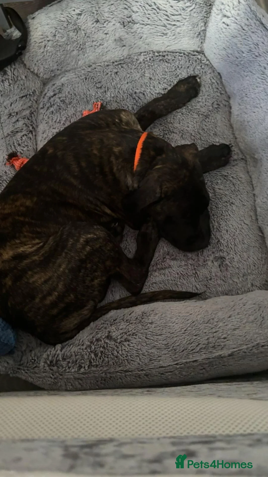 Mixed Breed dogs for sale: Beautiful Presa Canario X Male: Loving Home Needed in Sutton - Advert 1