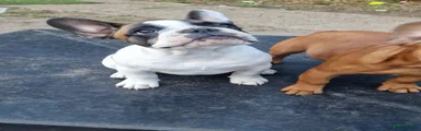 French Bulldog 2