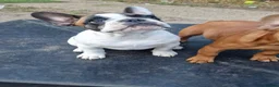 French Bulldog dogs for sale: Standard red fawn/pied French bulldog - Advert 15